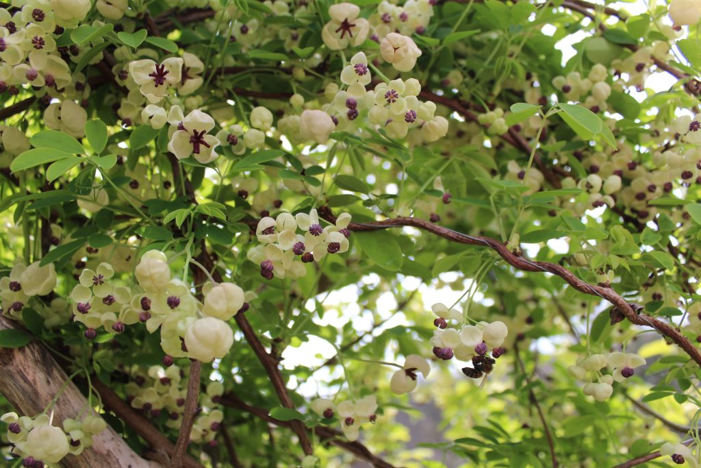 akébié en fleur