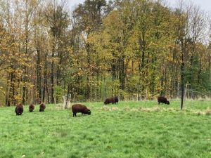 moutons ouessant à Ter'lenn