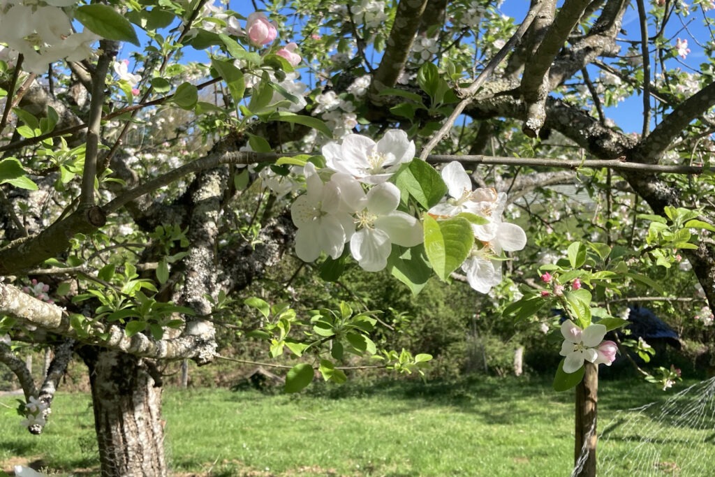 pommier